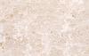 Daina Fiocco di Neve